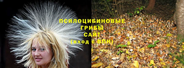 гашик Алексин